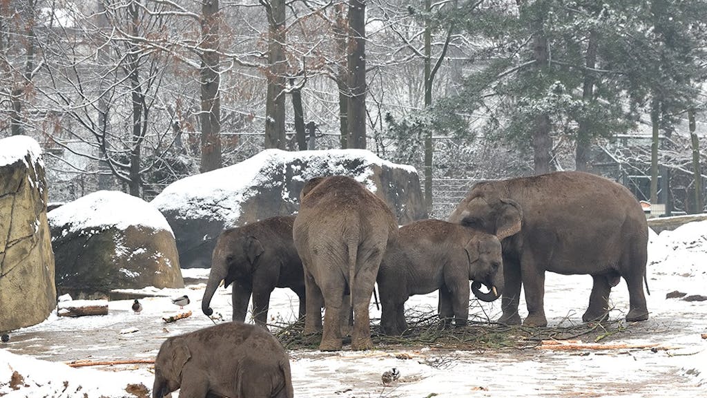 Die Elefantenherde im Kölner Zoo erkundet das schneebedeckte Außengehege