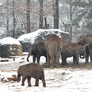 Die Elefantenherde im Kölner Zoo erkundet das schneebedeckte Außengehege