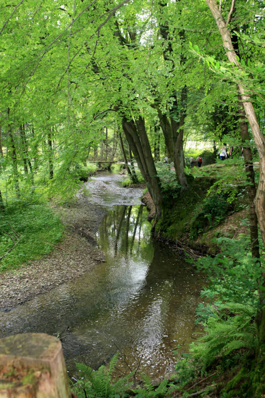 Der Eifgenbachweg führt über weite Strecken am Wasser entlang.
