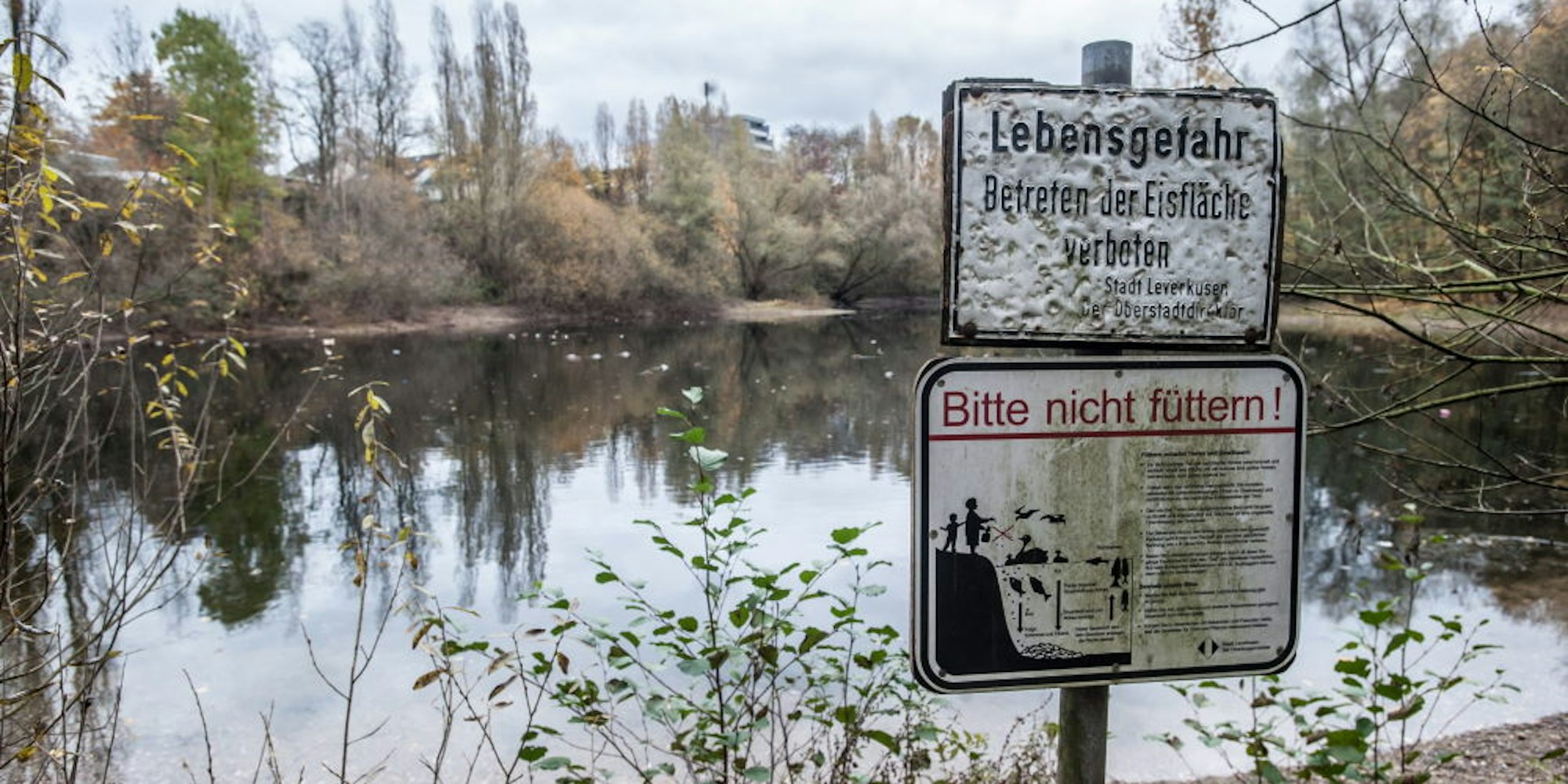 Im Rheindorfer See wurden Hechte ausgesetzt, um ihn ökologisch ins Gleichgewicht zu bringen.