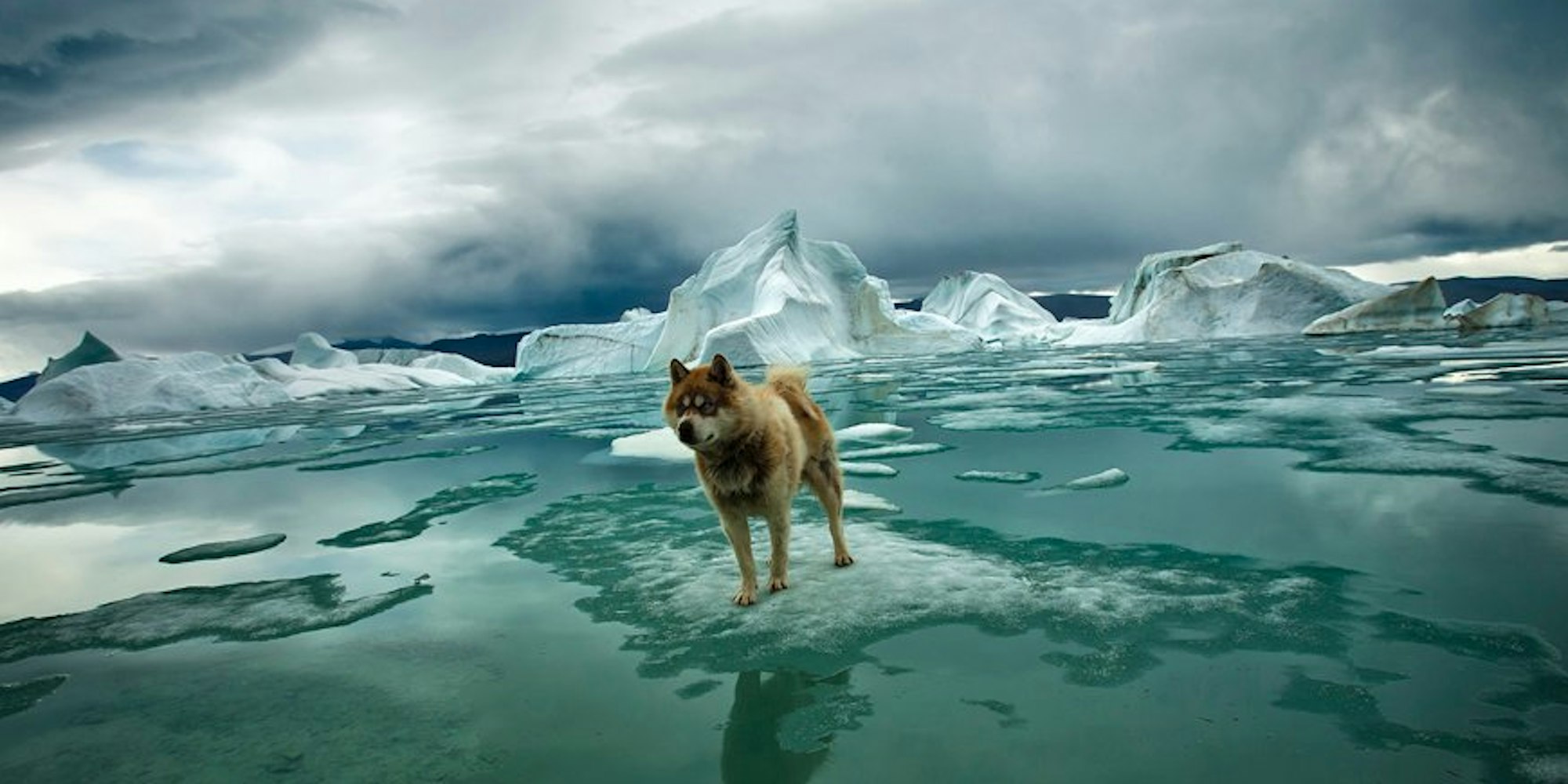 In der hohen Arktis, wie hier auf 79 Grad nördlicher Breite am Otto Fjord von Ellesmere Island, ist ein Hund vielleicht nicht der beste Schutz vor einem Eisbären, aber ein guter Frühwarner.