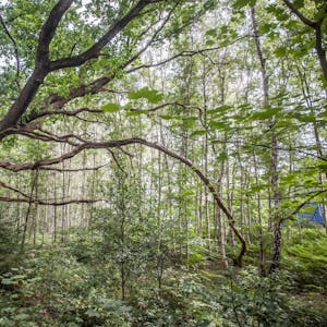 2020: Nach etwas Regen wirkt der sommerliche Wald wenigstens optisch satt und grün.