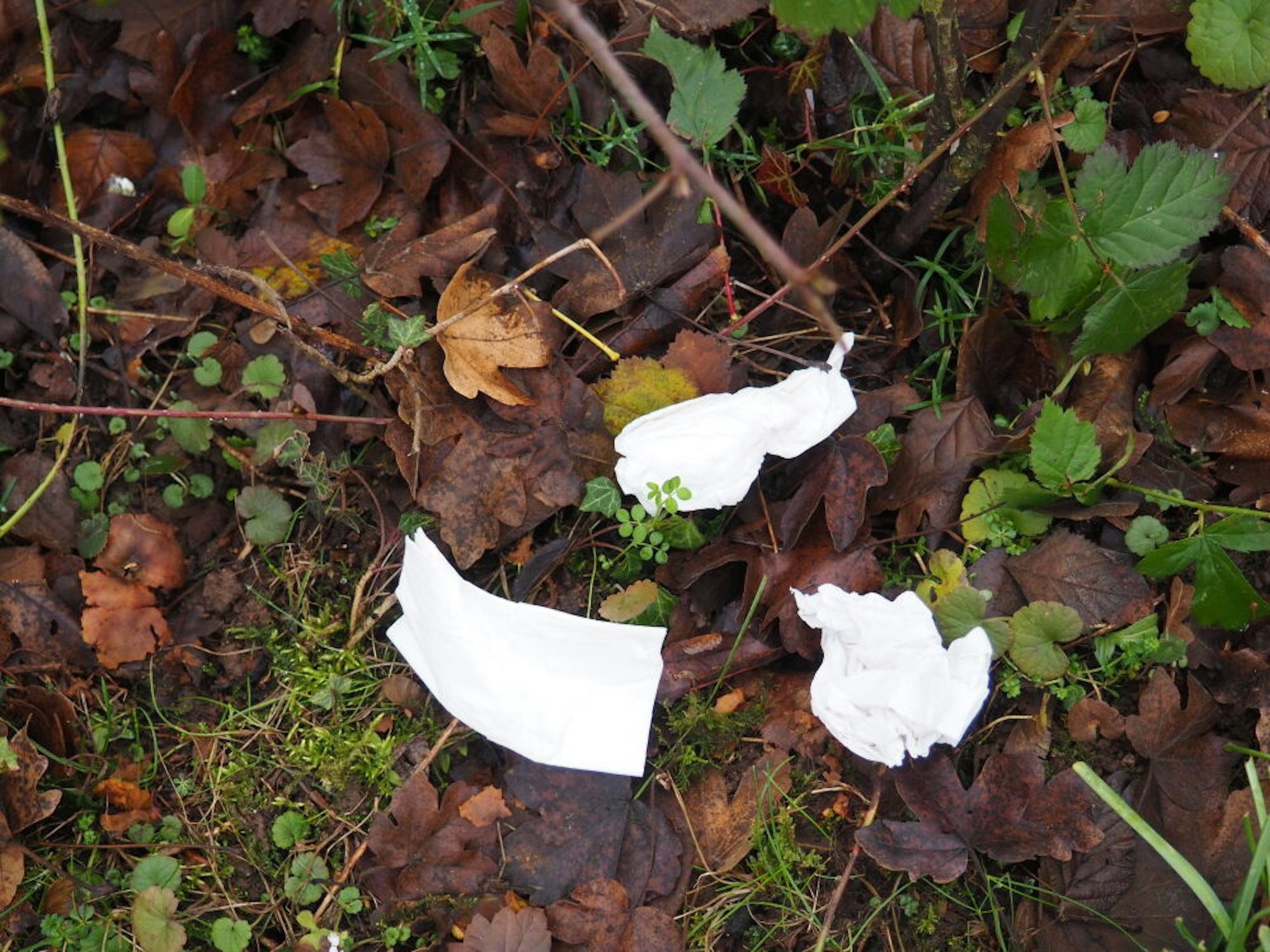 Papiertaschentücher gehören zu den häufigsten Hinterlassenschaften in der Natur. Sie verrotten nur langsam.
