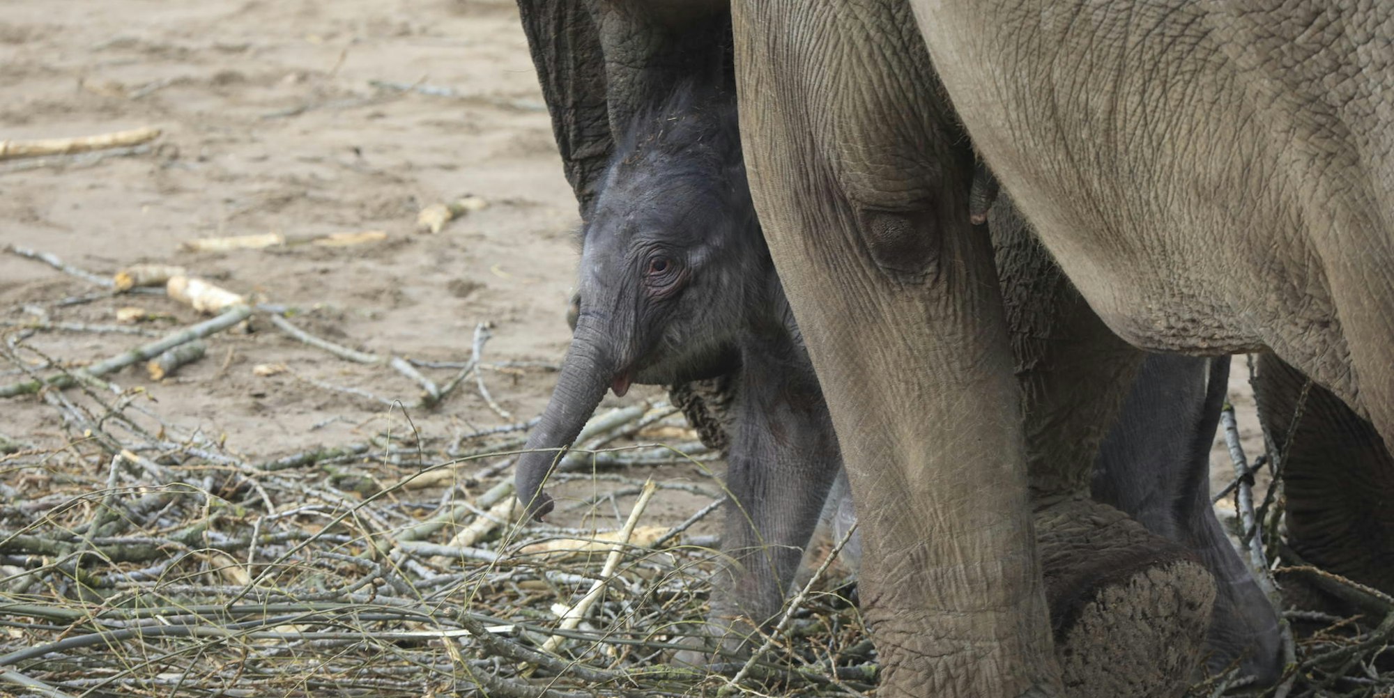 Elefantenbaby 4 200317
