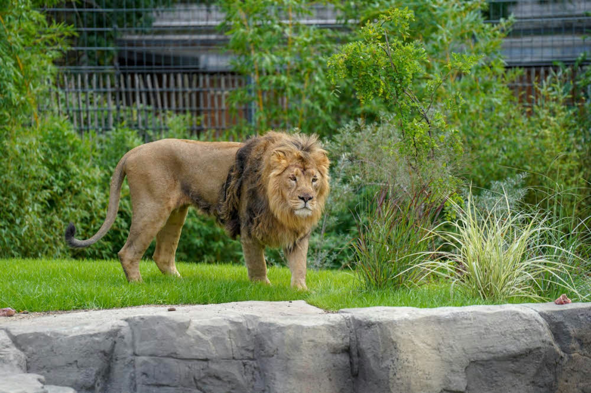 Löwe Navin im Kölner Zoo