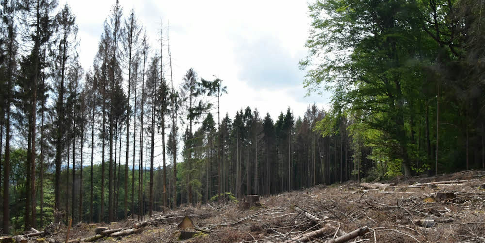 Die Folgen des Klimawandels sind auch in der Region spürbar. Die Konsequenz: Viele Bäume sterben ab.
