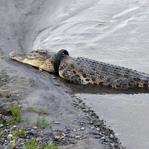 Krokodil Reifen