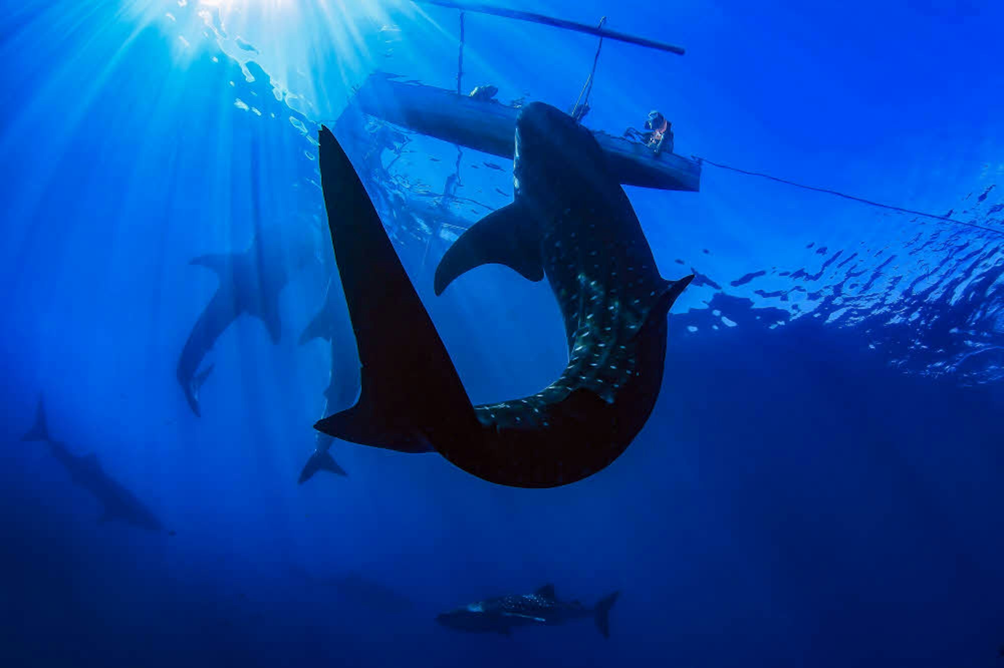 Walhaie bei Gorontalo, einer indonesischen Provinz auf der Insel Sulawesi