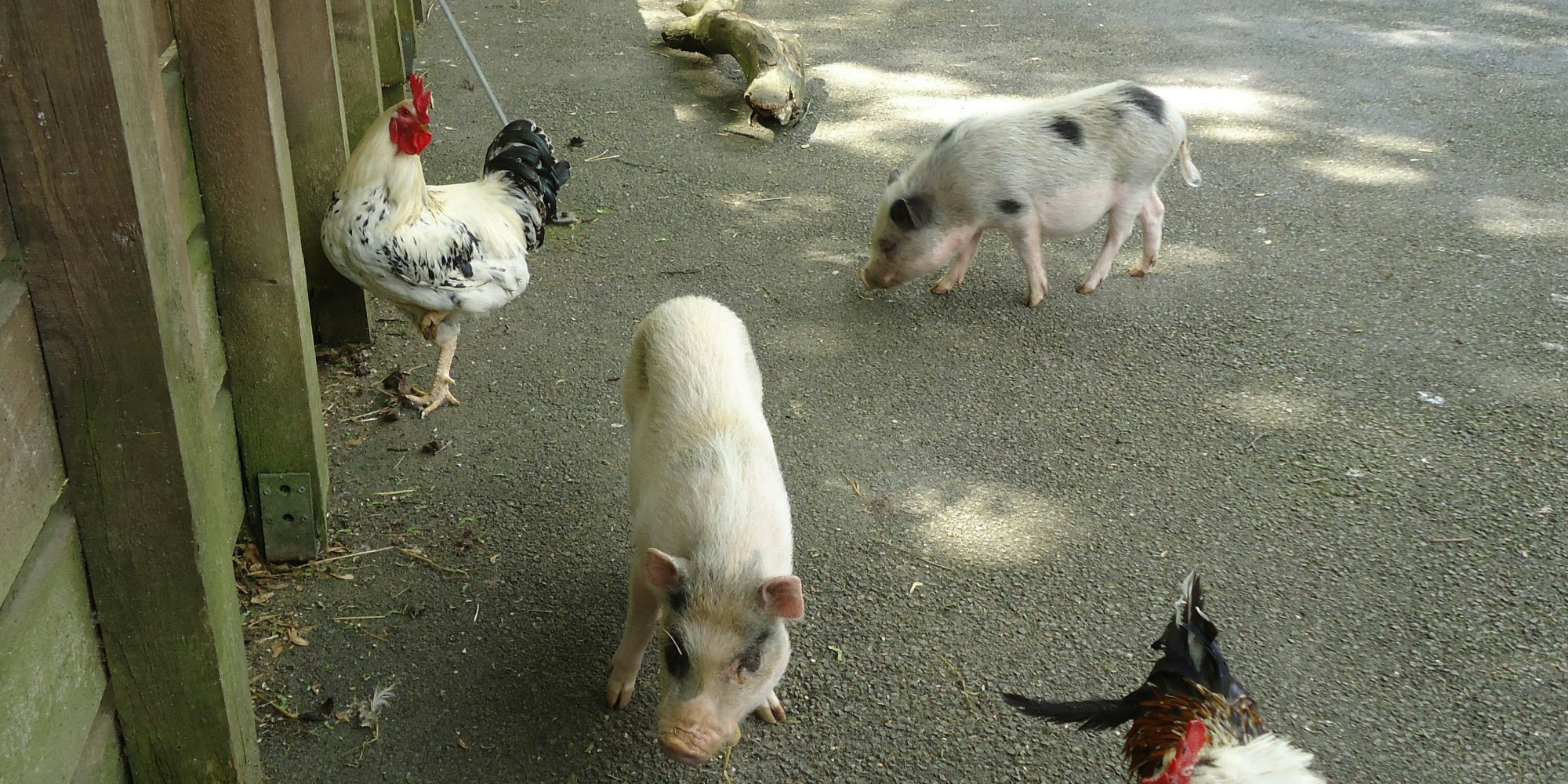 Auch Hühner leben im Zollstocker Tierheim.