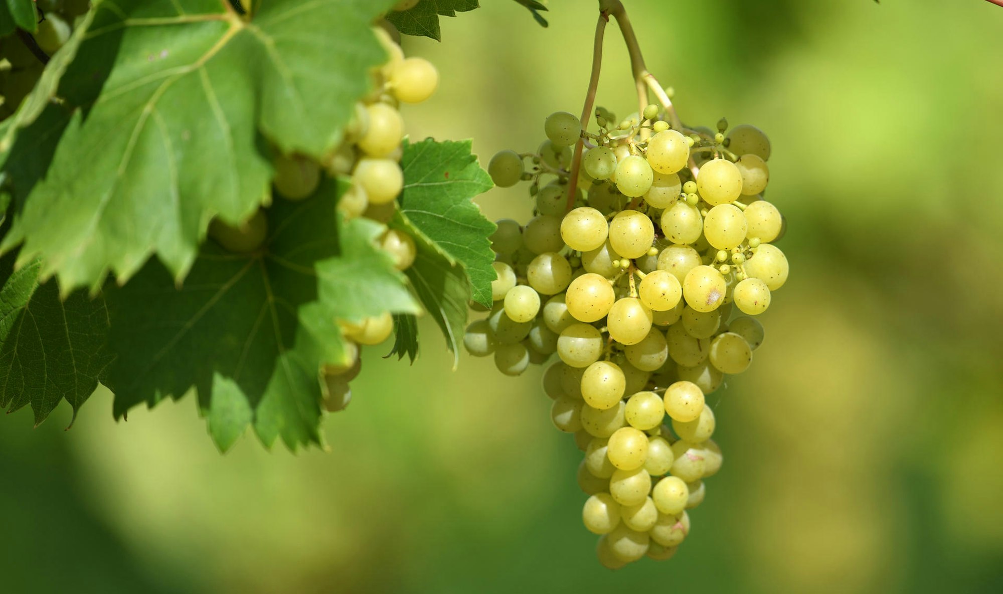 Weintrauben hängen in Reben