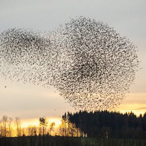 Naturschauspiel: Im Januar fliegen abends zigtausende Stare in Aufsehen erregenden Formationen über Ehreshoven, bevor sie sich zur Ruhe begeben.