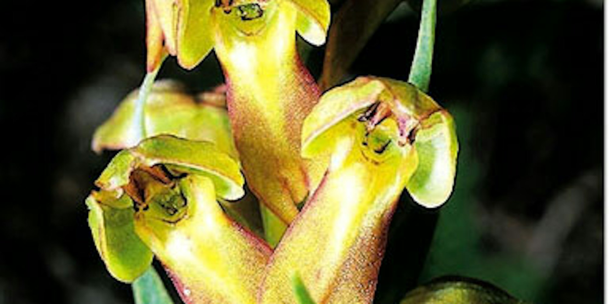 Die grüne Hohlzunge war die Orchidee des Jahres 2004; sie ist auch in der Eifel zu finden.