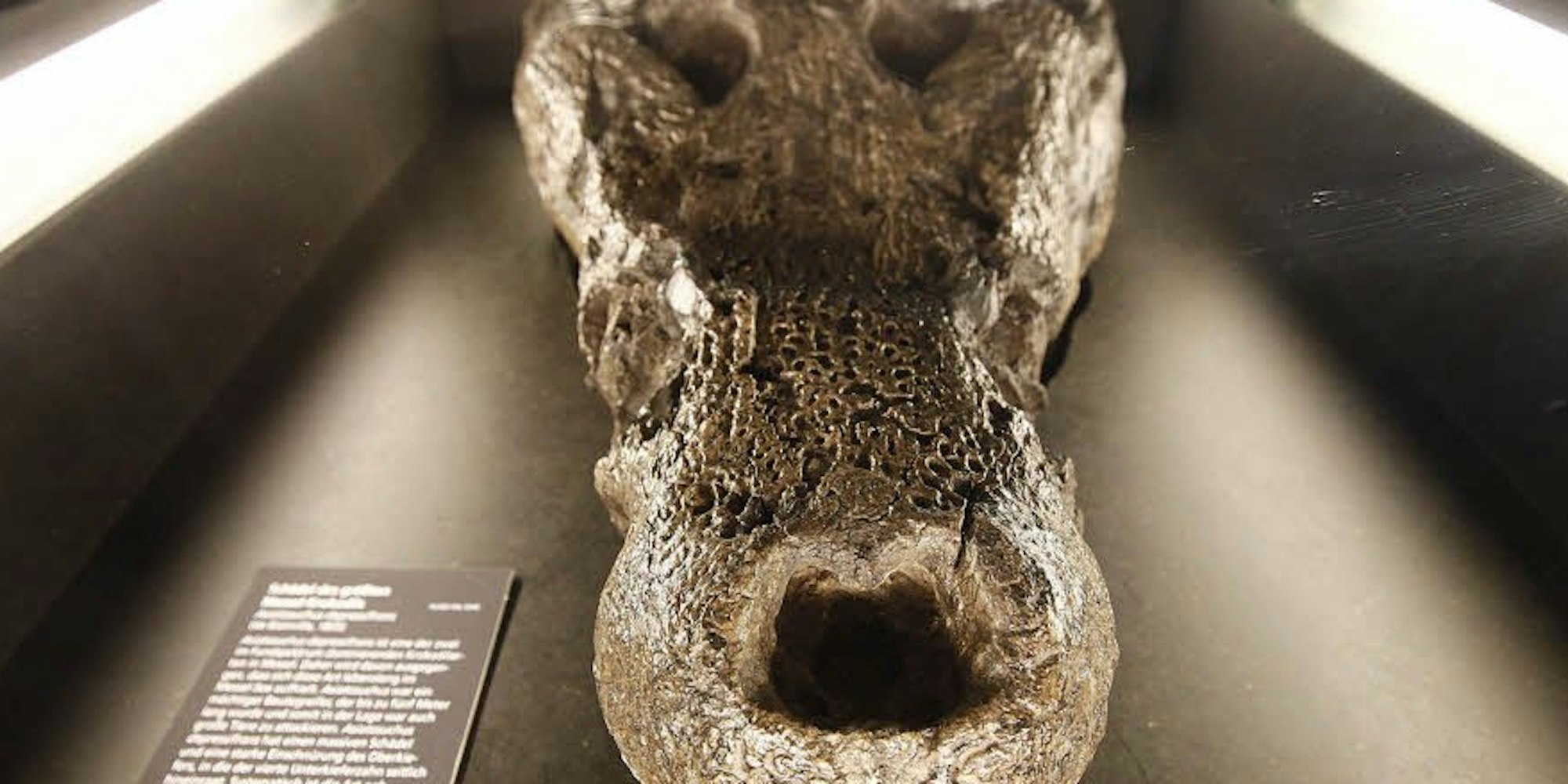 Das Museum Koenig hat die Exponate aus der Grube Messel verbunden mit den eigenen ausgestopften Tieren. So können die Ausstellungsbesucher Ähnlichkeiten zwischen Urtieren und den heute lebenden  anschaulich nachvollziehen (oben). Fledermäuse und ihre Vorfahren (u. l.)  sind ebenso zu sehen wie das Messel-Krokodil,  dessen Skelett fünf Meter misst.