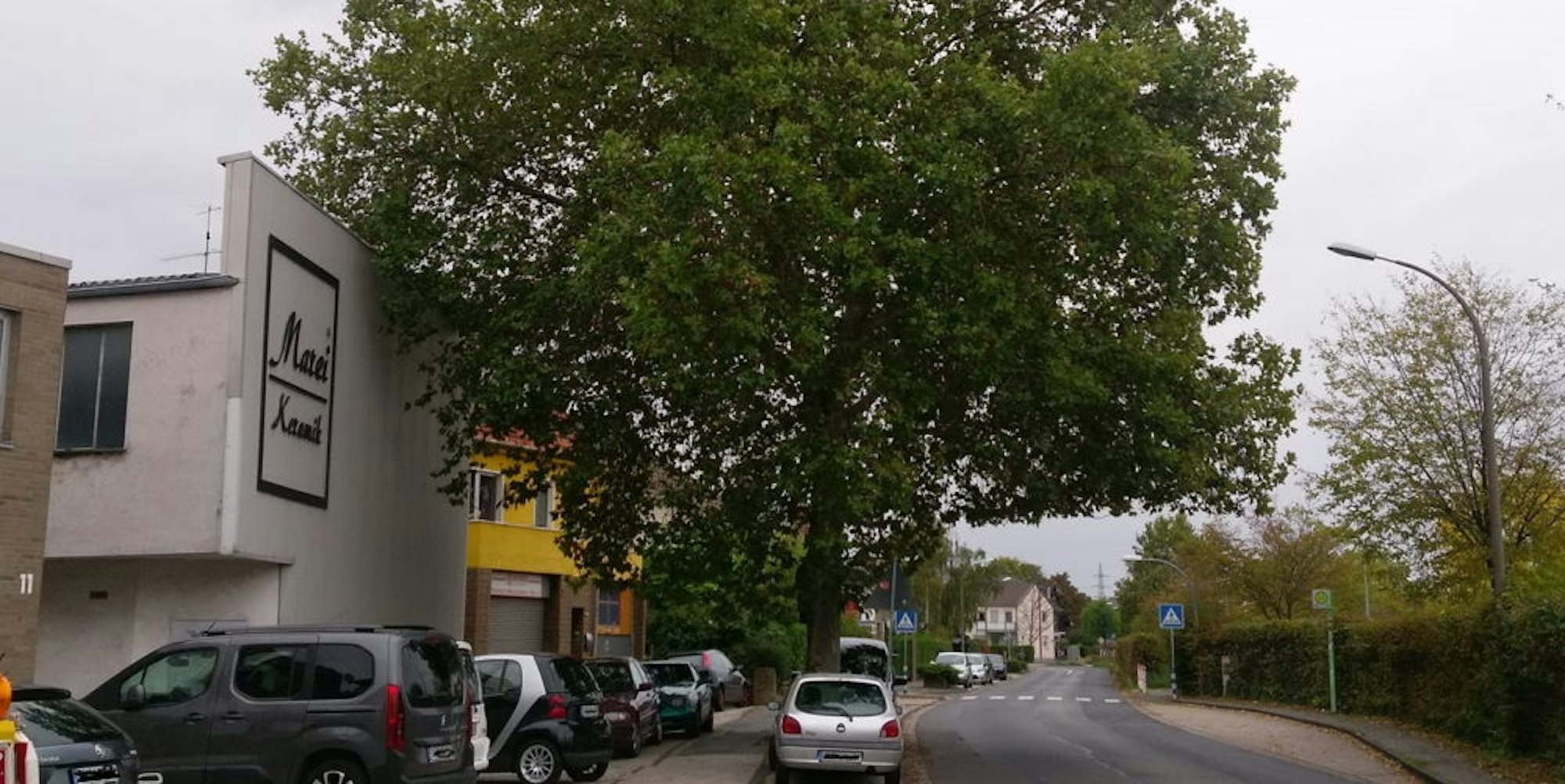 Der etwa 40 Jahre alte Baum darf bleiben – dafür hatten sich rund 500 Rheinbacher eingesetzt.