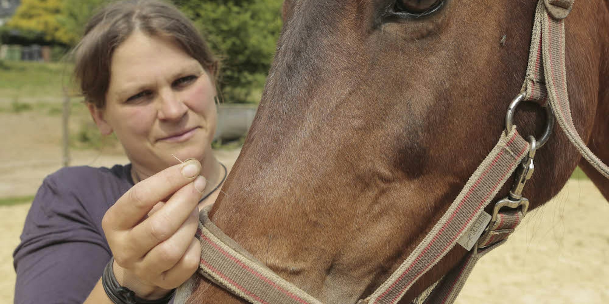 Die Akupunkturnadel wirkt auch beim Pferd.