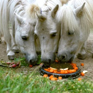Auf Augenhöhe mit den Ponys: Mit diesem Foto kam der Marienheider beim vergangenen Fotowettbewerb in das Finale.