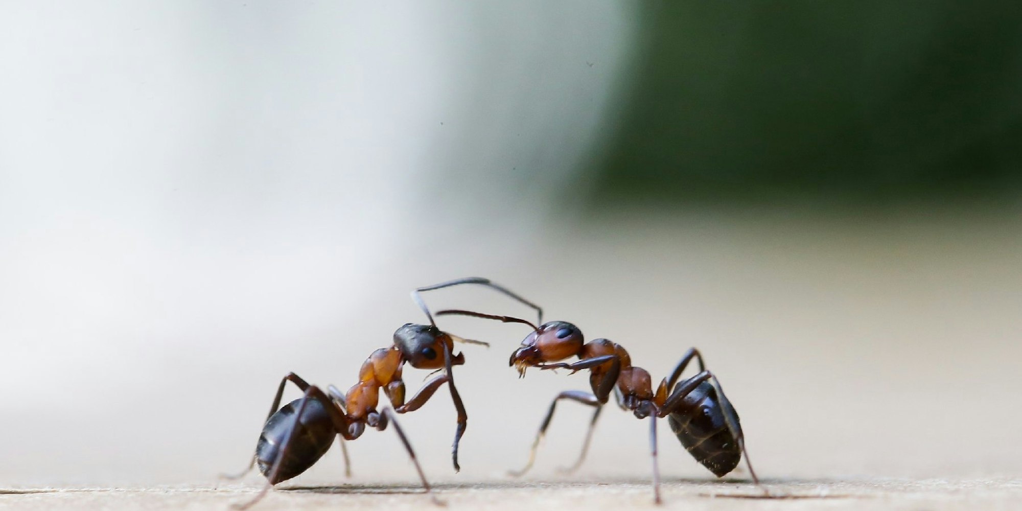 Wenn Ameisen zur Plage werden – so werden Sie die Quälgeister los.