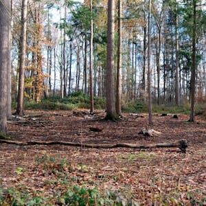 Im städtischen Wald, hier im Ortholz, sind große Freiflächen entstanden – die Folge von Borkenkäferbefall, Dürre und Sturm.
