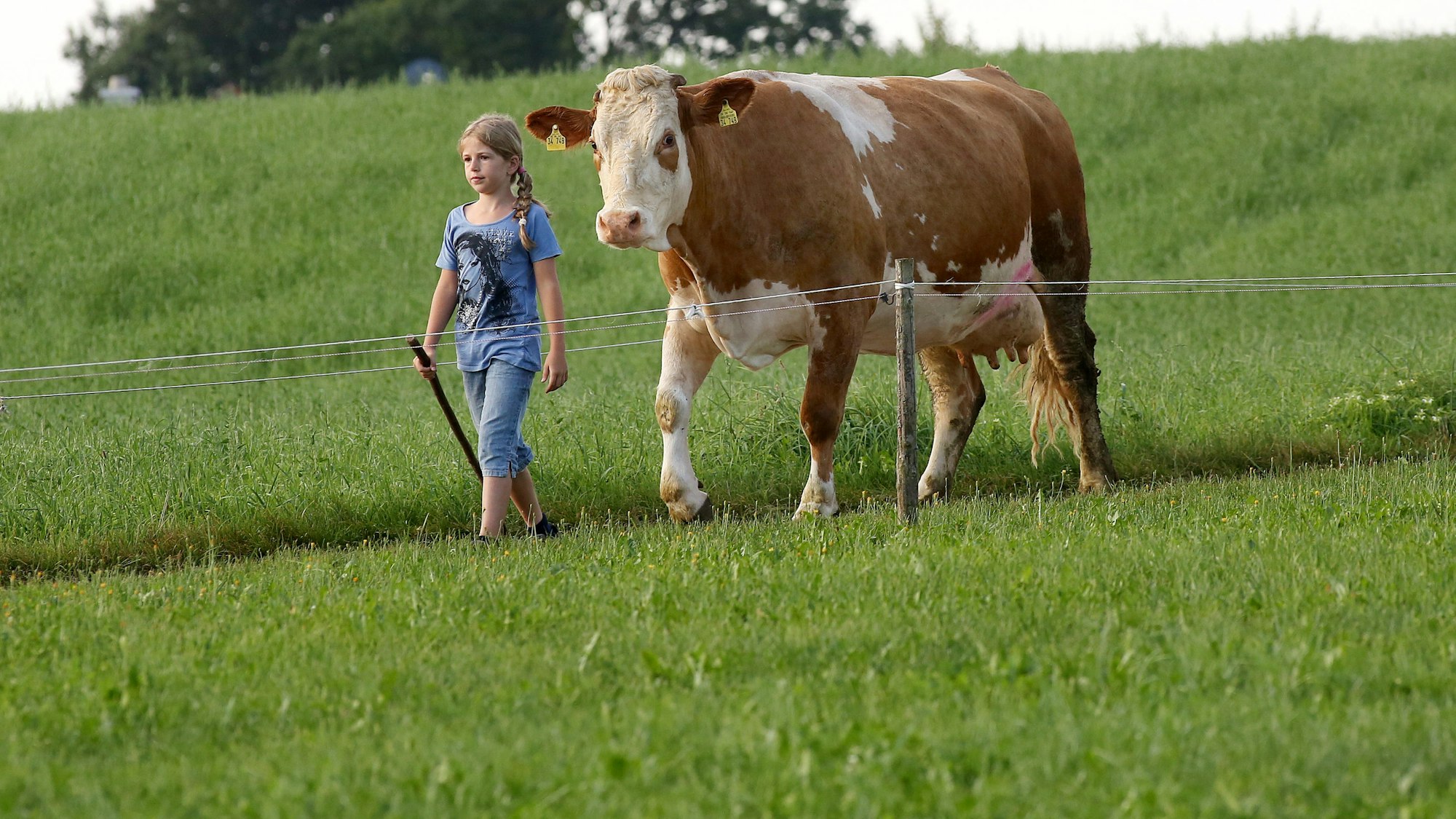 Mädchen hütet eine Kuh auf der Weide.