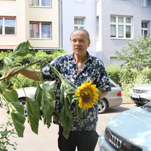 Walter Hoischen zeigt eine der Sülzer Sonnenblumen, die abgeknickt wurden.
