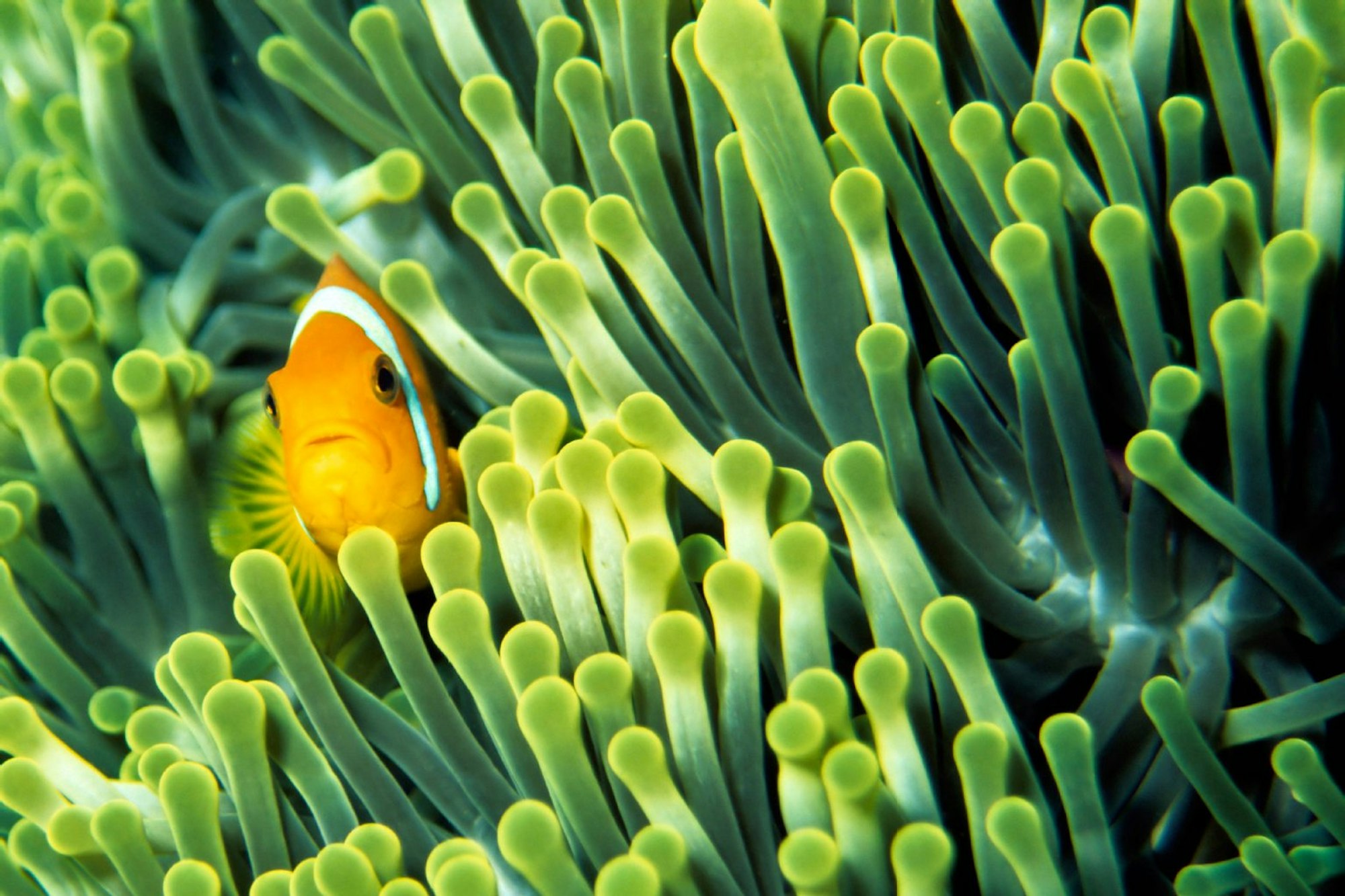 Urlauber lieben die Malediven für ihre atemberaubende Unterwasserwelt, hier ein Anemonenfisch.