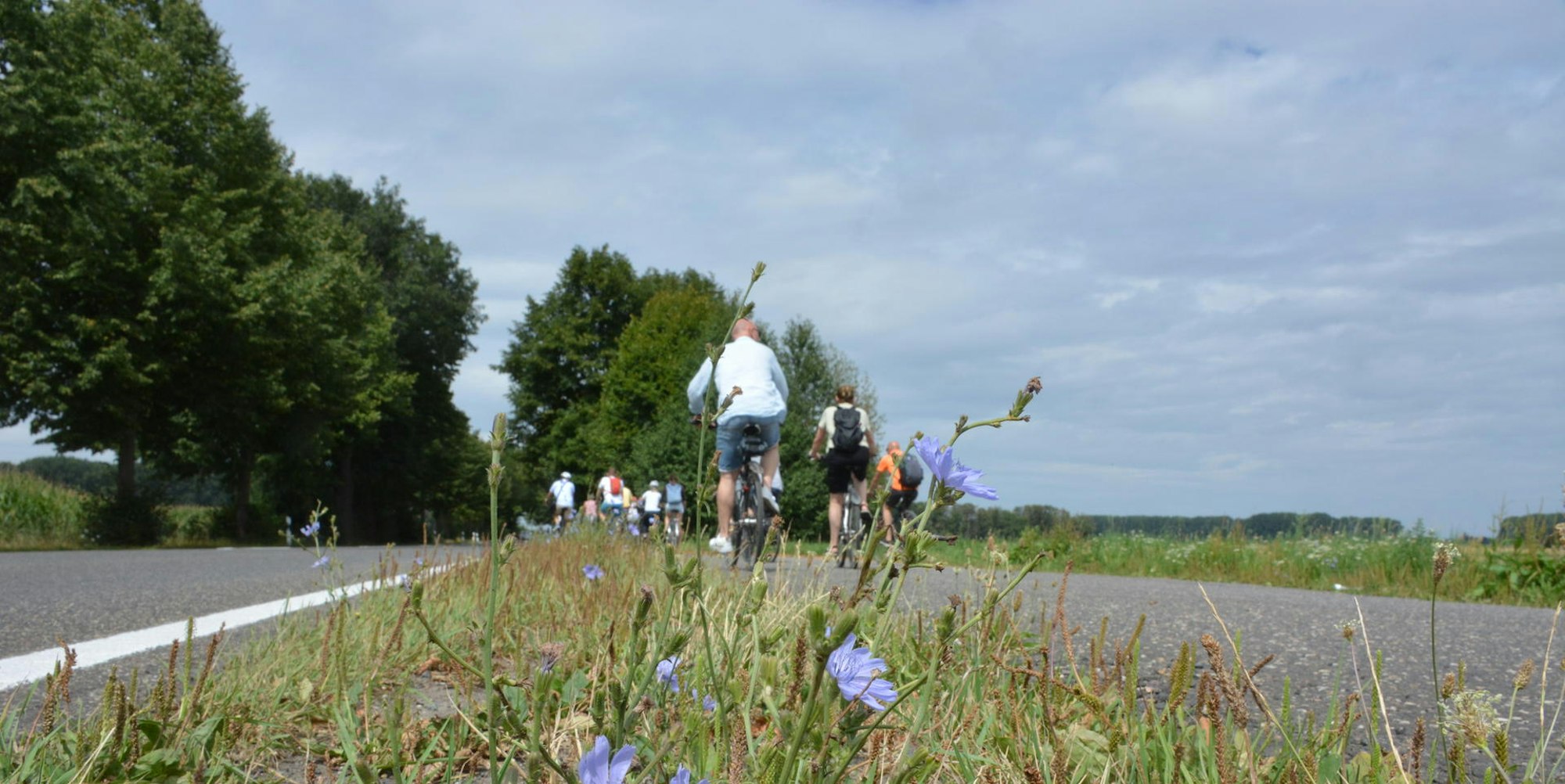 Radfahrer auf einem asphaltierten Weg mit blühenden Blumen