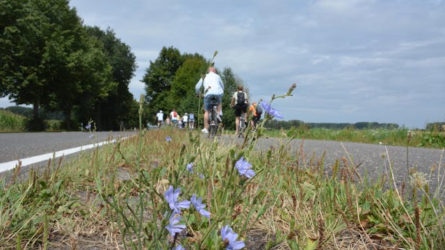 Radfahrer auf einem asphaltierten Weg mit blühenden Blumen