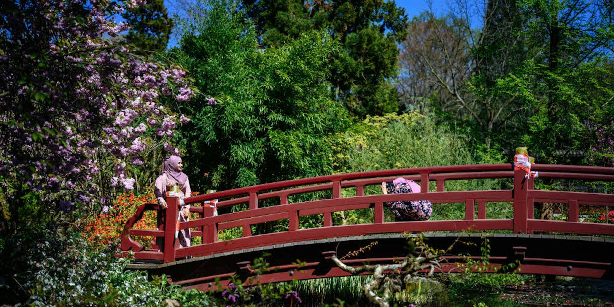 Die Mikadobrücke im Inneren des Japanischen Gartens gehört zu den beliebtesten Fotomotiven. Ihr Vorbild liegt in der Tempelstadt Nikkō.