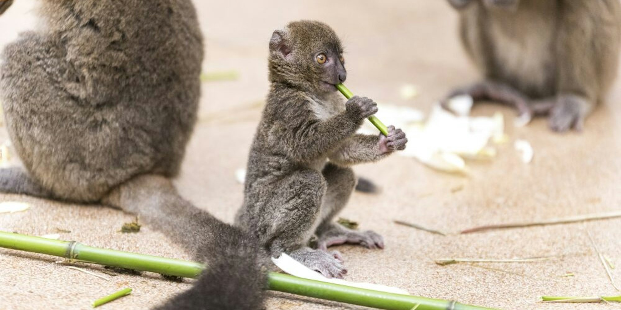 Bambuslemur „Dakari“ ist wie seine Mutter im Kölner Zoo geboren.