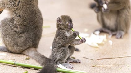 Bambuslemur „Dakari“ ist wie seine Mutter im Kölner Zoo geboren.