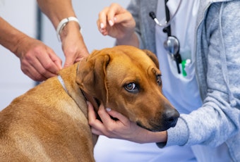 Das undatierte Bild zeigt einen Hund, der die Behandlung beim Tierarzt über sich ergehen lässt.