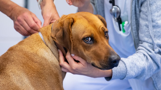 Das undatierte Bild zeigt einen Hund, der die Behandlung beim Tierarzt über sich ergehen lässt.