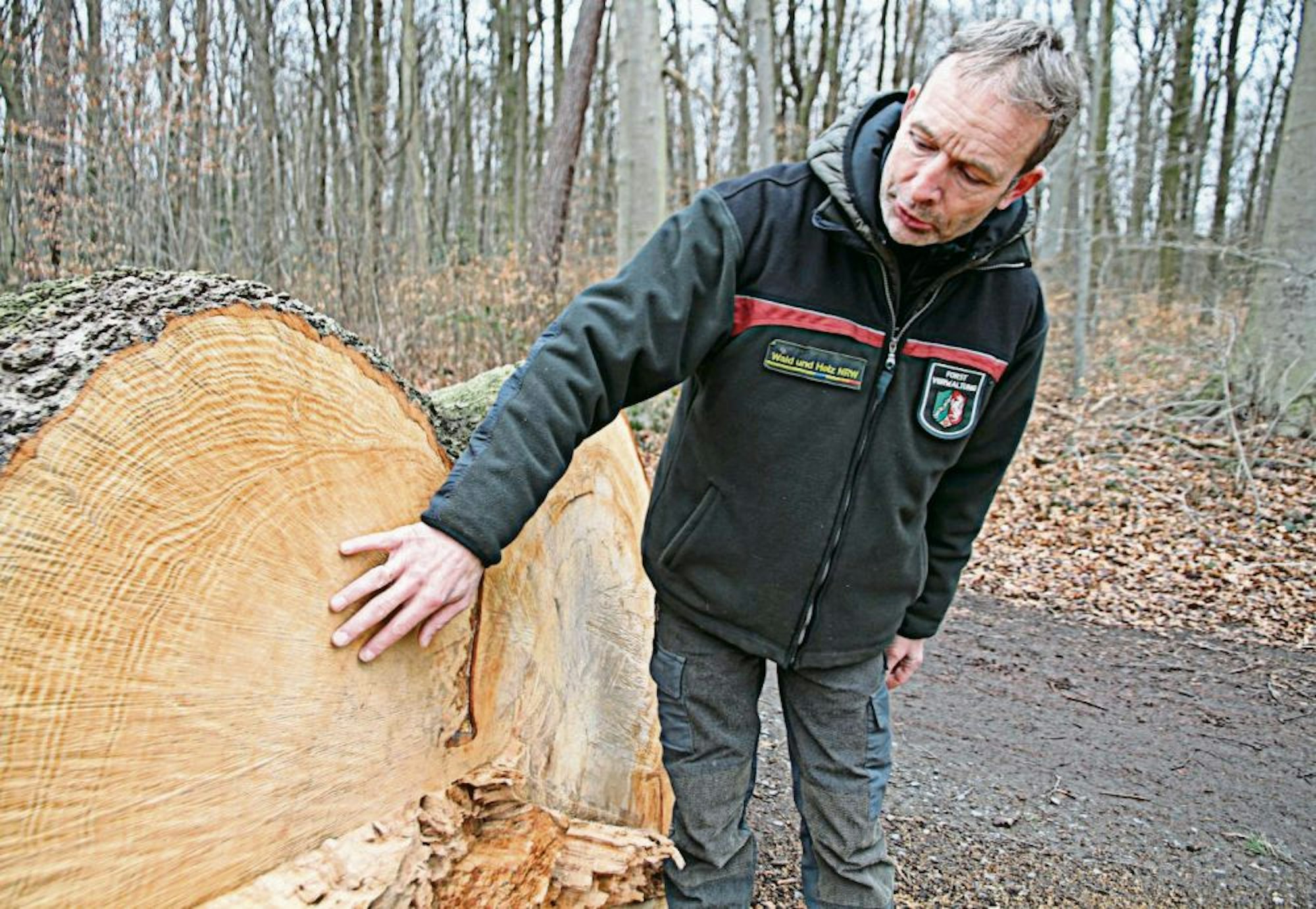 Graue Stellen im Holz sind für Förster Axel Horn ein Beleg für den schlechten Zustand des Baums.