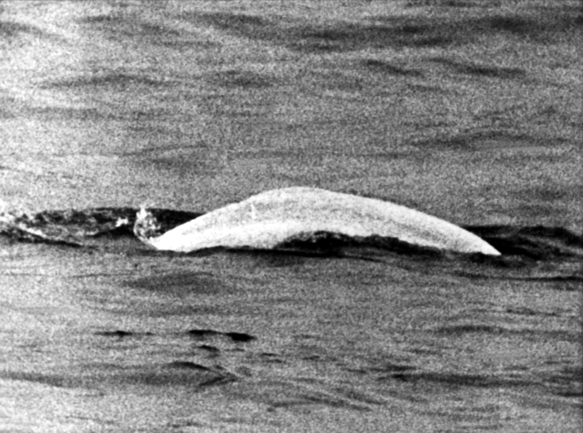 Beluga (1)