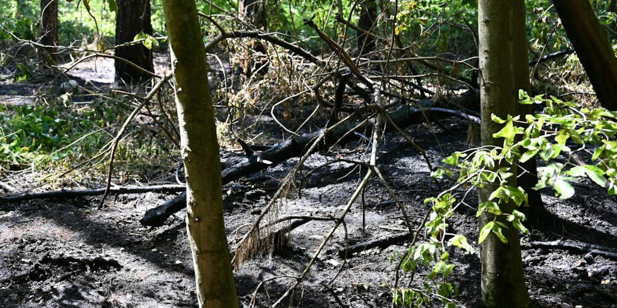 In Erftstadt-Liblar brannte der Wald auf 70 Quadratmetern Fläche. Die Feuerwehr konnte das Feuer schnell löschen.