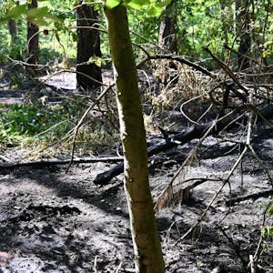 In Erftstadt-Liblar brannte der Wald auf 70 Quadratmetern Fläche. Die Feuerwehr konnte das Feuer schnell löschen.