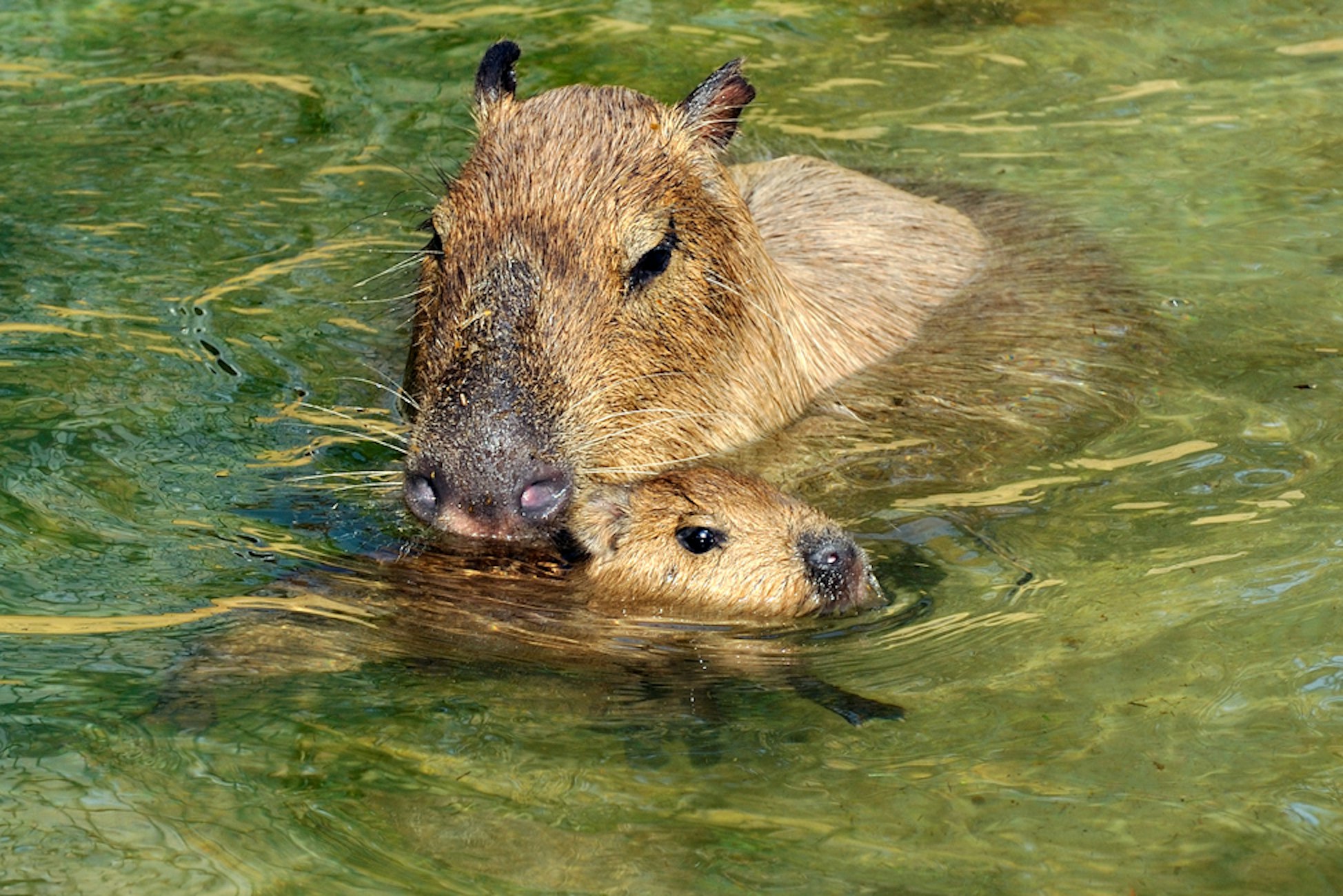 Capybara + juv 7