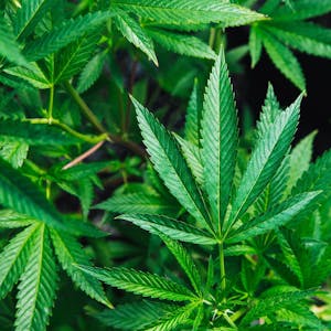 Cannabis Plantage Symbolbild (1)