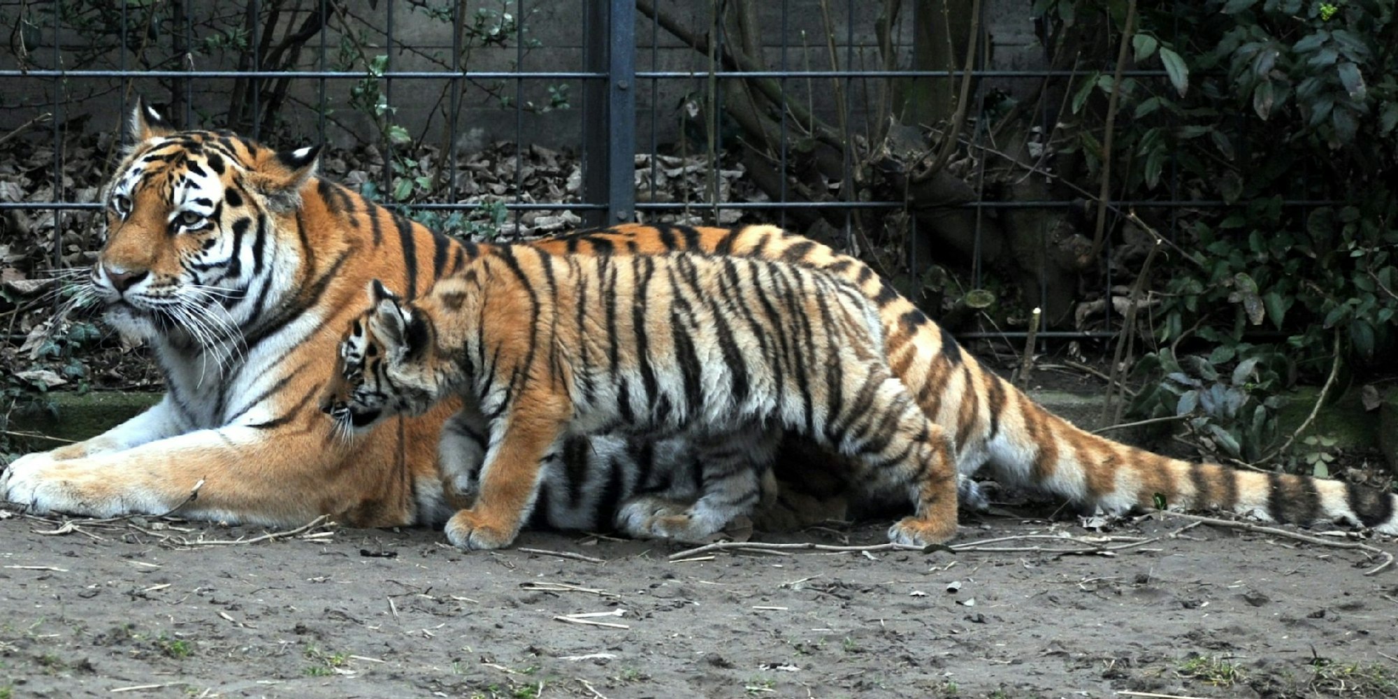 Das Tigerweibchen Hanya (hier im November 2011 mit einem ihrer Jungen) hat wieder drei Babys zur Welt gebracht. Vater ist Jegor, der Sohn der Tigerdame.