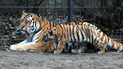 Das Tigerweibchen Hanya (hier im November 2011 mit einem ihrer Jungen) hat wieder drei Babys zur Welt gebracht. Vater ist Jegor, der Sohn der Tigerdame.