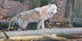 Wolf_Symbolbild