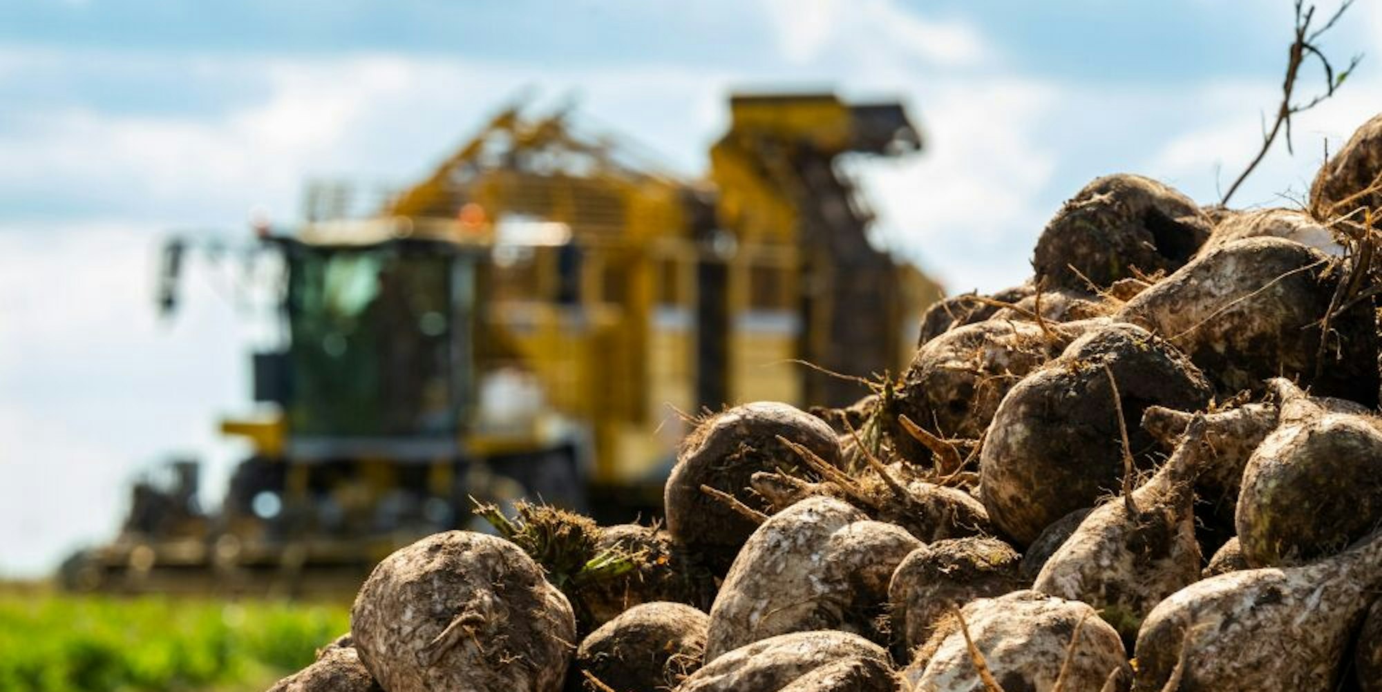 NRW zählt zu den besten Anbaugebieten für Zuckerrüben in ganz Europa.