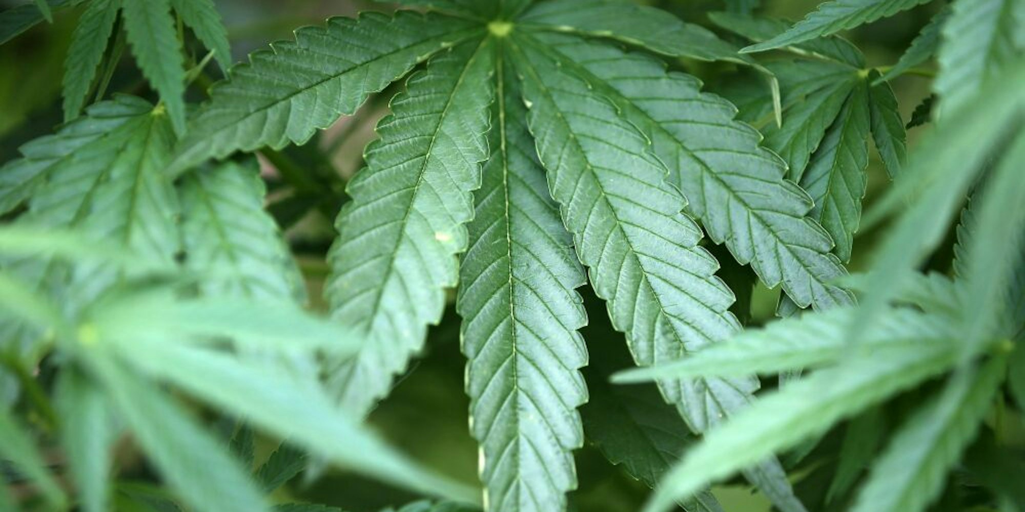 Cannabispflanzen wollte die Bande züchten, um Marihuana daraus zu gewinnen. Doch der Plan flog auf.