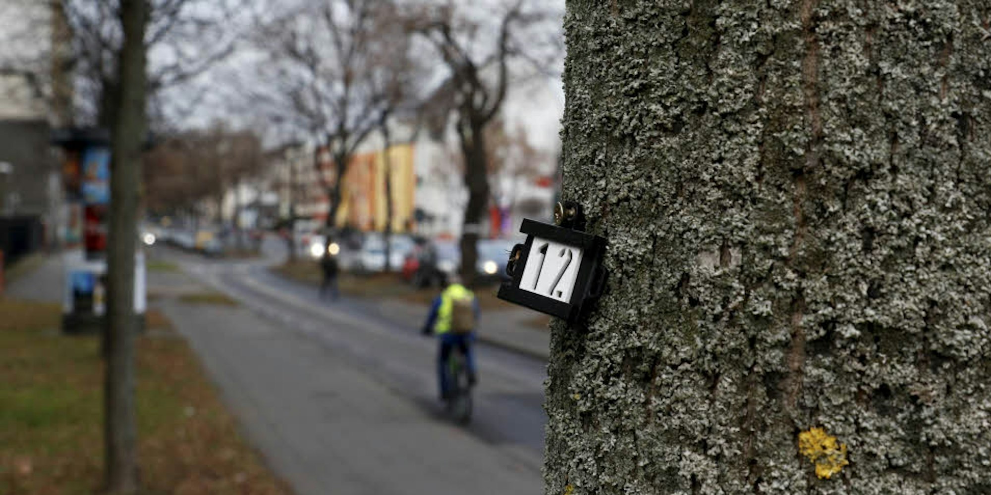 Nummern kennzeichnen die Bäume an der Bonner Straße, die versetzt werden könnten.