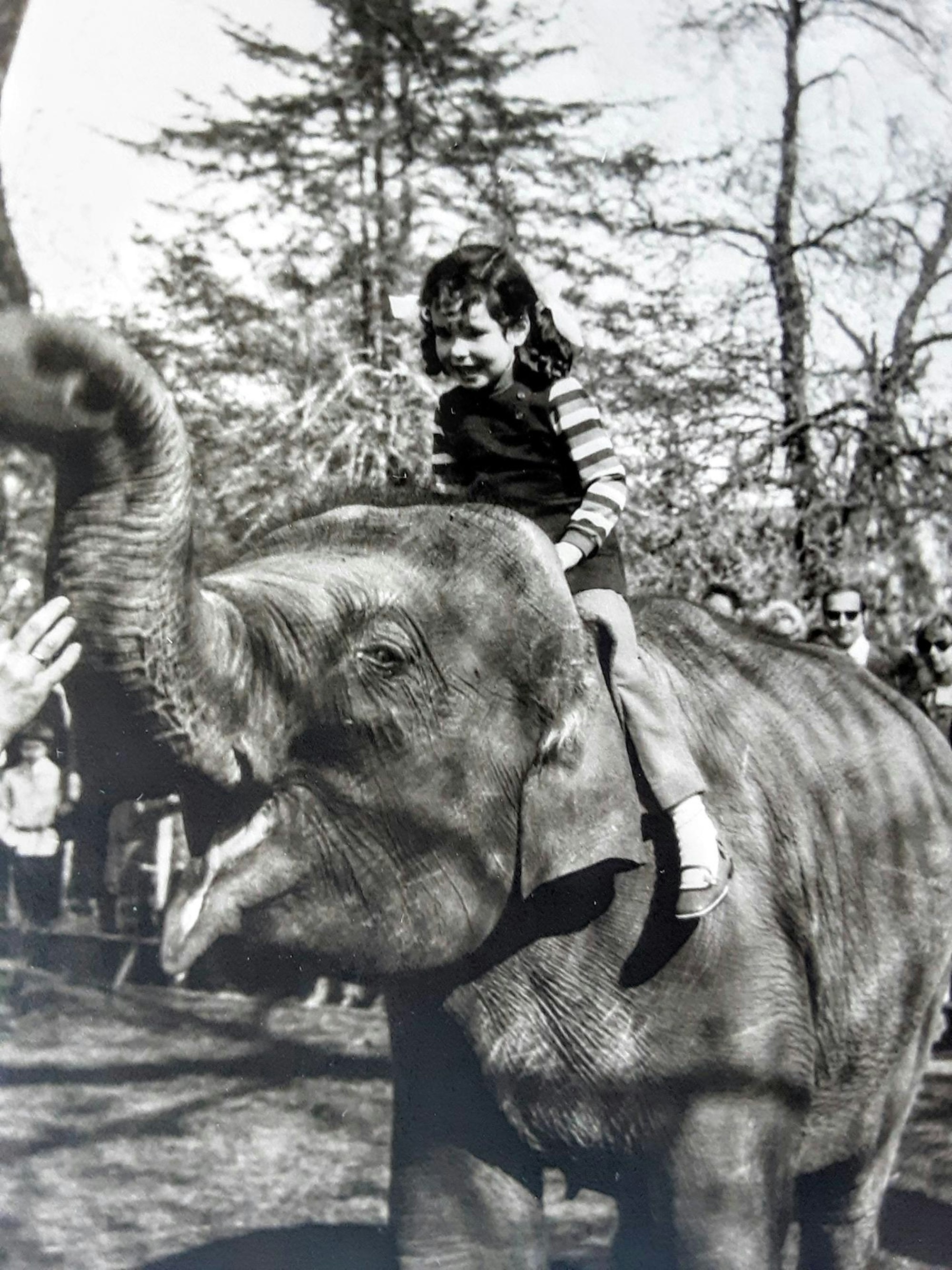 Zoo Elefantenreiten 70er Jahre