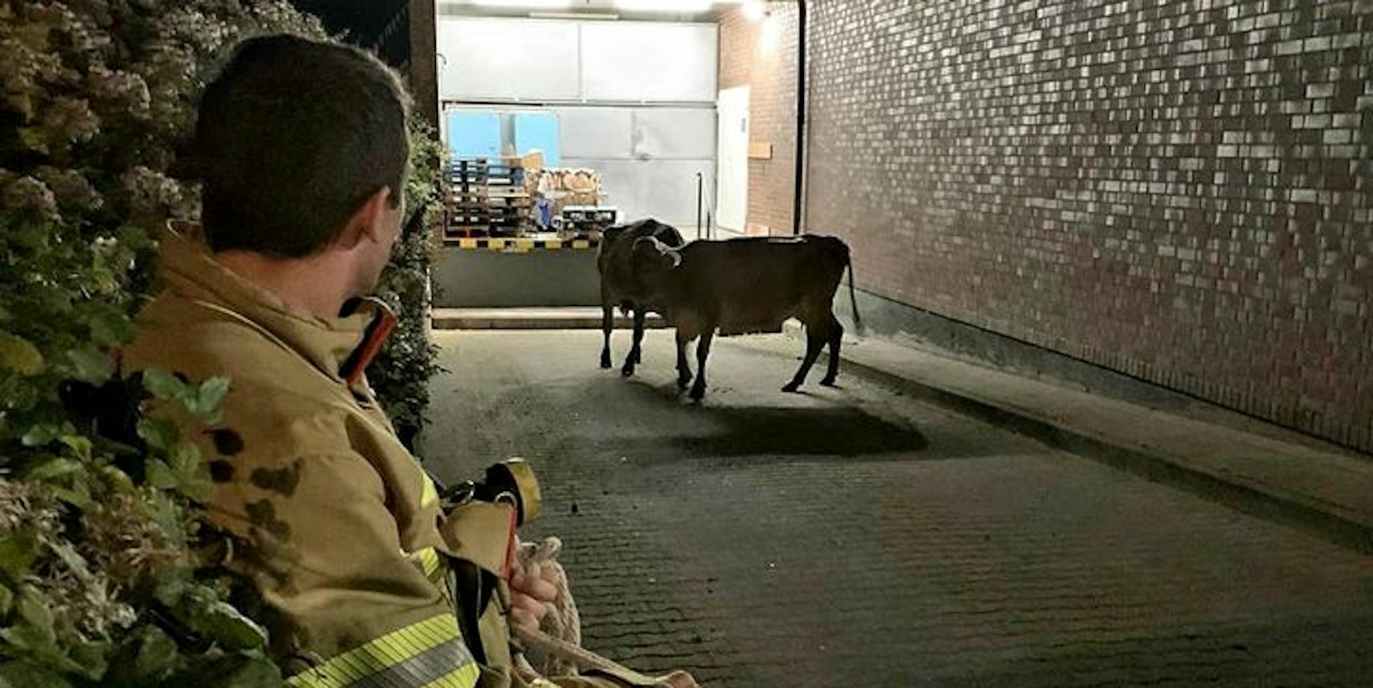 Kühe in Alsdorf werden eingefangen