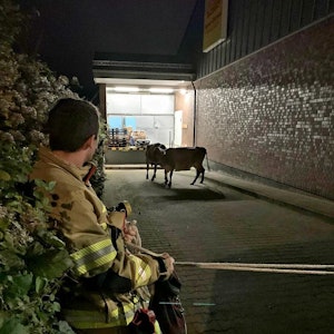 Kühe in Alsdorf werden eingefangen