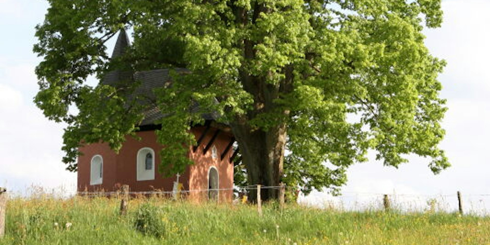 Die Bäume in Bergisch Gladbach werden wieder offiziell geschützt.