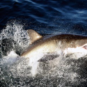 Weißer Hai Shark dpa