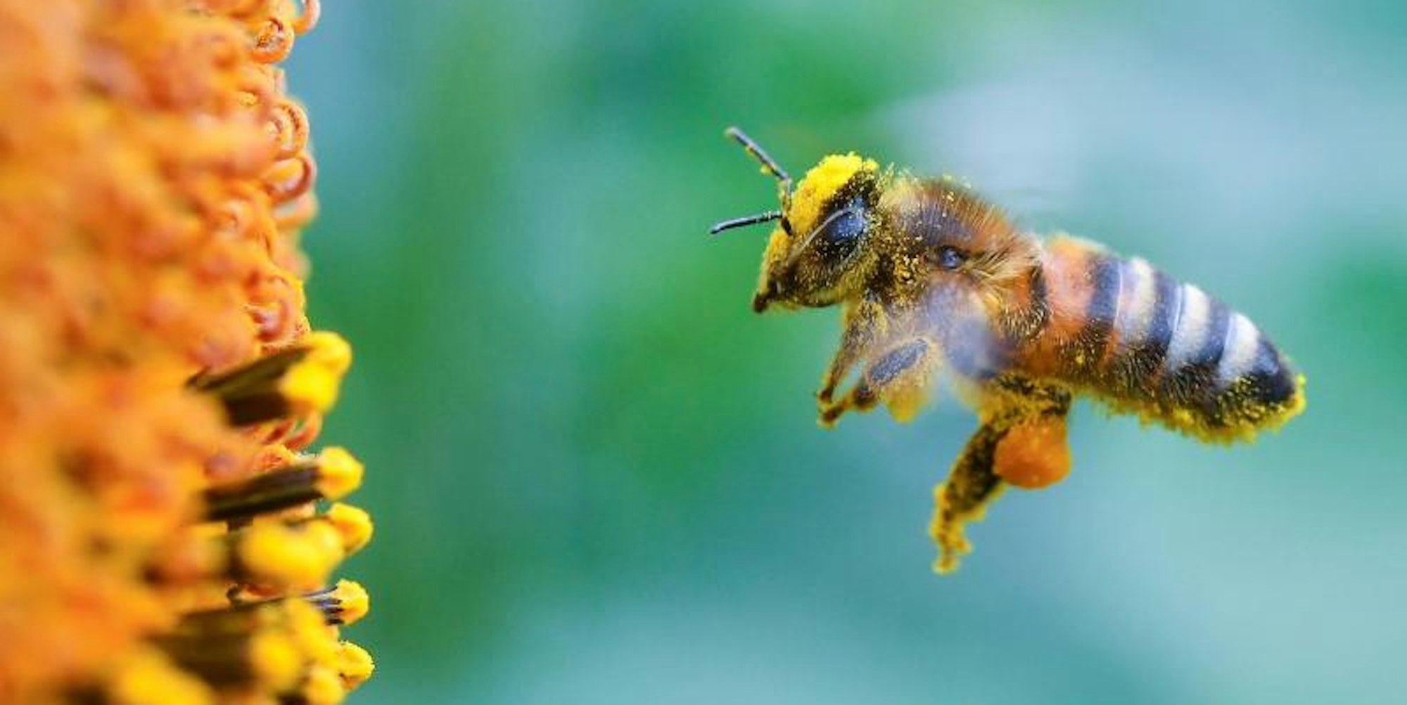 Voll bepackt mit Pollen und Blütenstaub nimmt eine Biene Kurs auf eine Sonnenblume. 